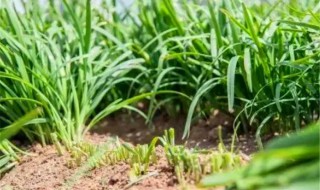 韭菜种子的种植方法 韭菜种子的种植方法和时间教程视频