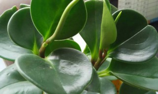 吸烟鬼的养殖方法（吸烟鬼植物的养殖方法）