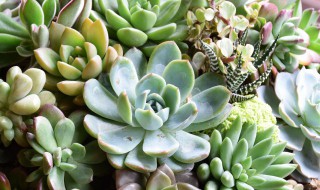 药锦多肉补救方法 药锦多肉还能养活吗
