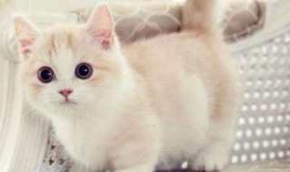 奶猫眼屎怎么处理 奶猫眼屎多怎么回事