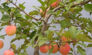 养果树的方法（养果树的方法有几种）