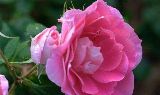 月季花病怎么处理（月季花病害了怎么治疗）
