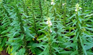 芝麻的施肥方法（芝麻的施肥方法有哪些）