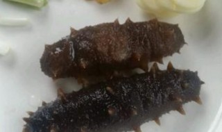 海参的解冻方法 海参的解冻方法视频