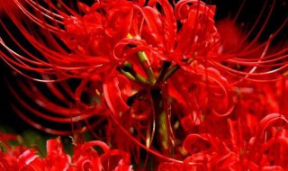 彼岸花为什么叫死人花 彼岸花为什么叫死人花曼珠沙华