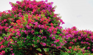 怎样种植花卉 怎样种植花卉视频