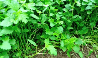 夏天35度怎样种植香菜（7-8月种什么菜合适）