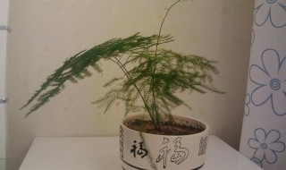 文竹的风水作用 文竹的风水作用及摆放