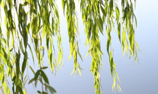 柳叶上的虫怎么处理（柳树叶子上的虫子）