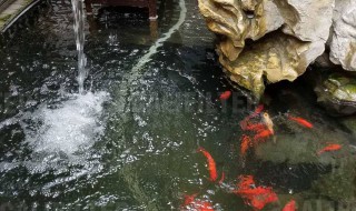 鱼池暴雨后怎么处理 鱼池下大雨怎么办