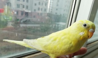 家里养鹦鹉的凶吉 家里养鹦鹉的凶吉寓意