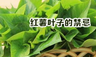 红薯叶子的禁忌（红薯叶子能吃吗?人吃了有什么好处）