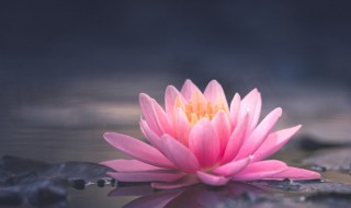 家里为什么不能养荷花（家里为什么不能养荷花家里养荷花好吗）