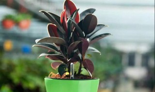 家里适合养什么植物（家里适合养什么植物对家庭比较好风水）