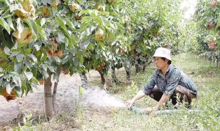 怎样做肥水浇果树 怎样做肥水浇果树视频