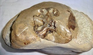 发现海洋生物化石的原因 探究海洋生物化石出现在高山上的原因