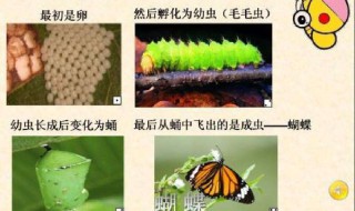 毛毛虫变蝴蝶的过程 毛毛虫变蝴蝶的过程写一段话