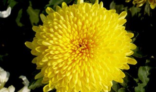 菊花有什么颜色 菊花有什么颜色 (越多越好,带图片