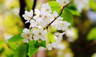 梨花什么时候开 梅花什么时候开放什么季节开花