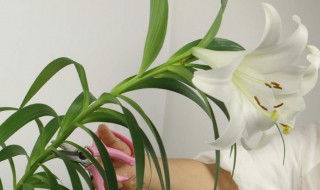 百合花什么时候开花 百合花什么时候开花季节
