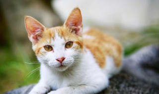 养猫公猫和母猫哪个好 养猫公猫和母猫哪个好养