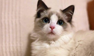 驱猫最有效的方法 发动机舱驱猫最有效的方法