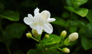 茉莉花是什么颜色（茉莉花是什么颜色什么形状）
