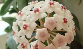 球兰怎么养才能开花（球兰怎么养才能开花快）