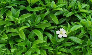 茉莉花什么时候开（茉莉花什么时候开的 季节）