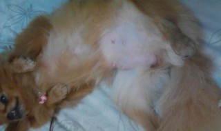 如何辨别猫是否怀孕（如何辨别猫是否怀孕图片）