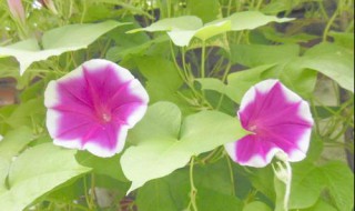 牵牛花什么时候开（牵牛花什么时候开什么时候合拢）