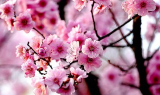 樱花什么时候开花（南京樱花什么时候开花）