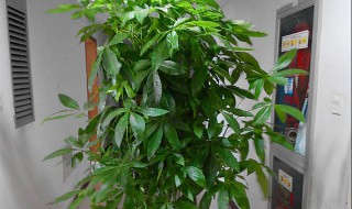 客厅里什么绿植好养 客厅里什么绿植好养护
