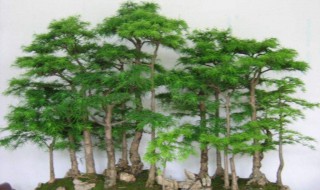 怎样自己挖树做盆景 挖树苗技巧