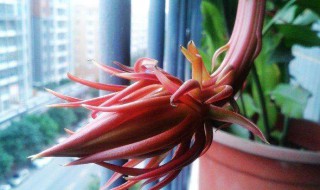 昙花插竿方法（昙花插竿方法图解）