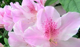 杜鹃花什么颜色 杜鹃花什么颜色的图片