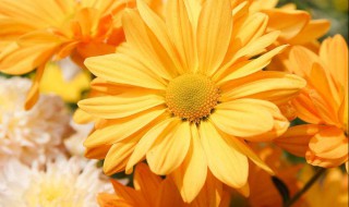 菊花象征着什么（兰花象征着什么）