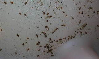 如何判断棕垫生没生虫（怎么判断棕垫有没有甲醛）