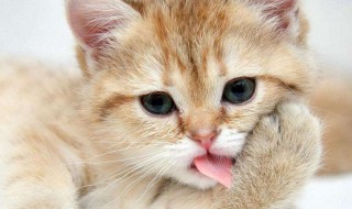 猫螨怎么处理 猫螨虫的症状