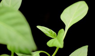 有象征意义的植物 有象征意义的植物诗歌