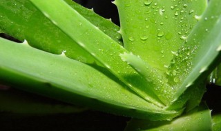 芦荟直接涂脸上可以吗 芦荟直接涂脸上吗有效果吗