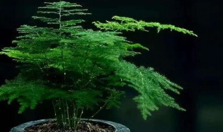 文竹开花寓意什么兆头 文竹开花吗图片
