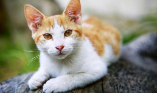 什么属相不能养猫（什么属相不能养猫能旺财）