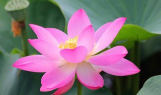 莲花寓意什么（莲花寓意什么精神）