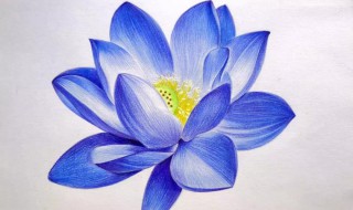 蓝莲花的寓意（蓝莲花的寓意和象征）