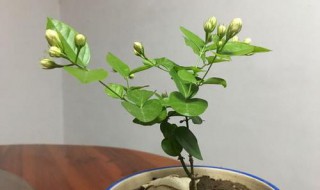 漂香膝花怎样换盆（漂香藤怎么养护）