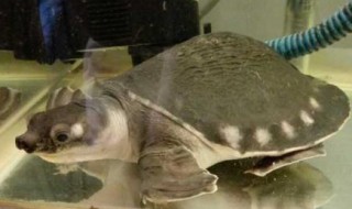 鱼和猪鼻龟可以混养吗 鱼和猪鼻龟可以混养吗