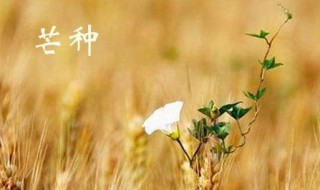 芒种原唱是谁（芒种原唱）