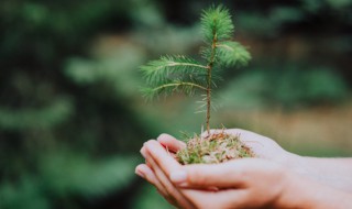 冰糖果木是什么木（冰糖果木是什么木材做的）