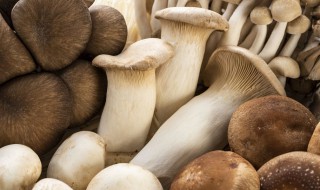 巴西菇的种植（巴西菇的种植技术）